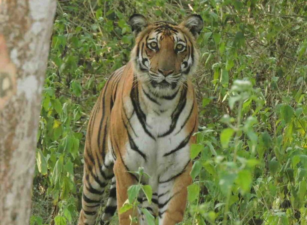 Nagarhole-package-tiger Nagarahole Forest Stay